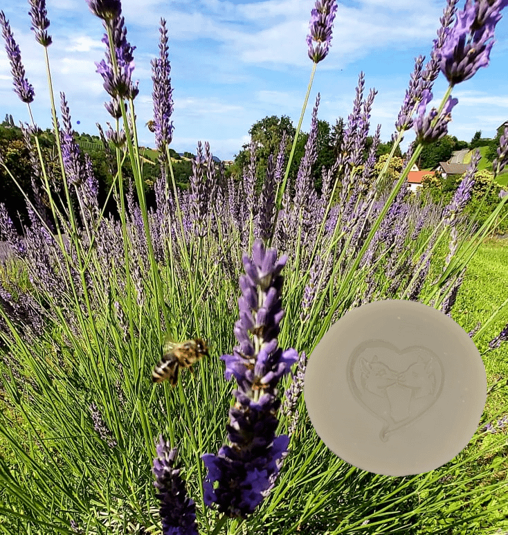Alpaka Seife – Lavendel